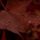 Illustration for article titled 76 Stunning Photos Of Fall Leaves
